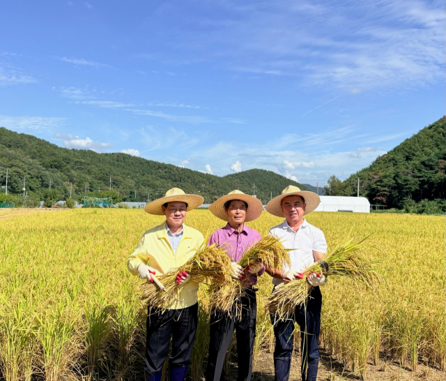 성주군 올해 첫 벼베기.