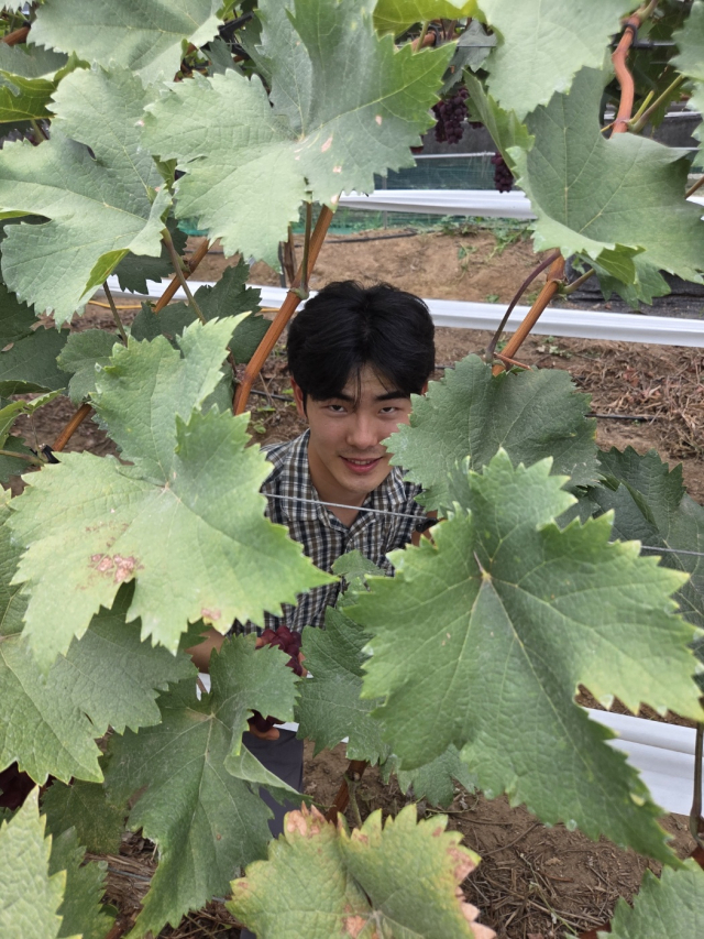 포도잎 사이로 차은호 씨가 얼굴을 내밀고 있다.