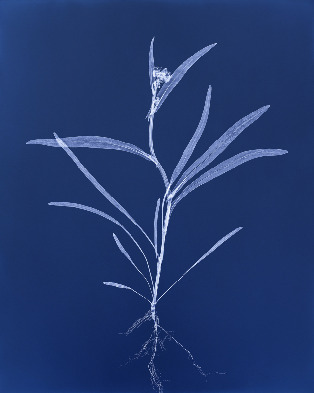최근희, 가는잎왕고들빼기(Slender-leaf Indian lettuce), 2026, Digital inkjet print, 127x101.6cm, ed.10