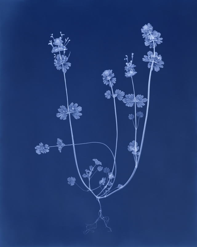 최근희, 광대나물(Henbit deadnettle), 2024, Digital inkjet print, 127x101.6cm, ed.10