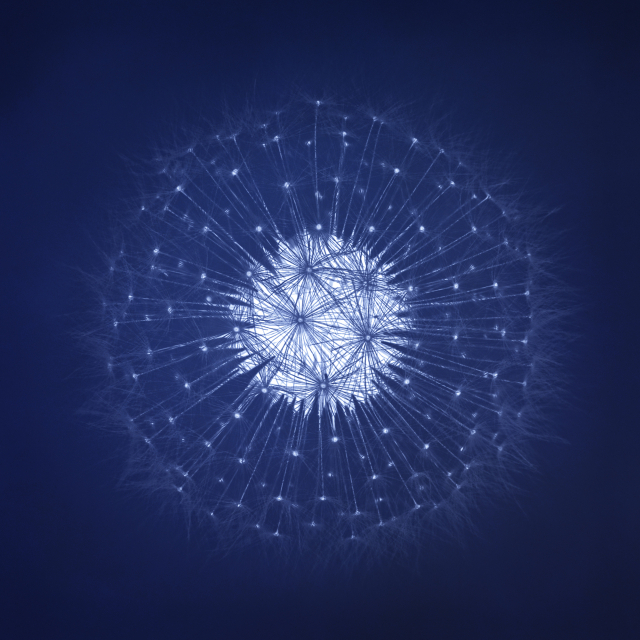 최근희, 서양민들레(Common dandelion), 2024, Digital inkjet print, 60.9x60.9cm, ed.15 001