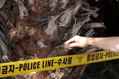 '제주 야자수 목맴사' 의혹 커지자…경찰, 재현 실험 후 