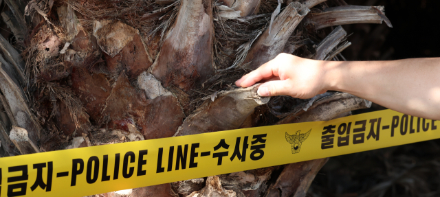 '제주 야자수 목맴사' 의혹…경찰, 재현 실험 후 