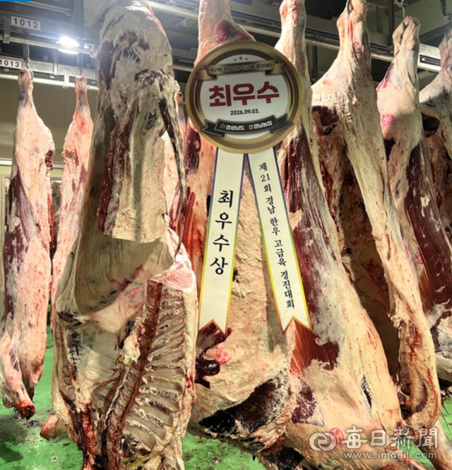합천군 박덕기 농가가 3일 경남 한우 고급육 경진대회 거세우 부문 최우수상을 수상했다. 사진은 최우수축으로 선정된 박덕기 농가의 출품우로, 도체중 532kg에 1++(9)A등급을 기록했다.