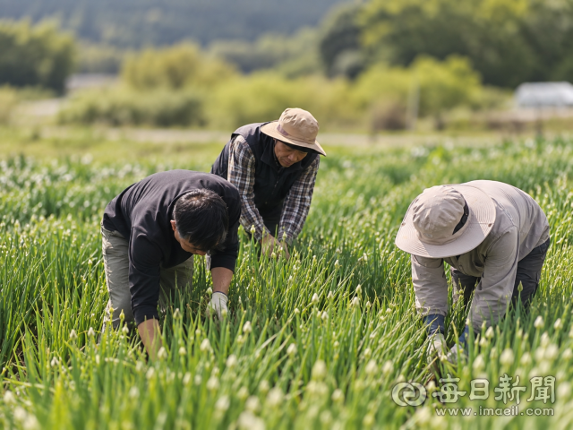 경북 예천의 한 농장에서 외국인 계절근로자들이 고용주인 농가주와 함께 잡풀을 제거하고 있는 모습. 윤영민 기자