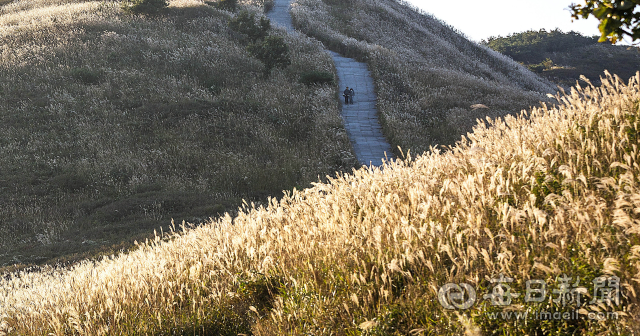 탐방객들이 황매산 억새 군락 사이로 난 데크 탐방로를 걷고 있다. 합천군 제공