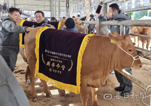 합천군 수정란이식 한우 경진대회에서 암송아지 부문 최우수상을 받은 출품축에 축하 휘장이 둘러졌다. 17일 합천축협 스마트한우경매시장. 합천축협 제공