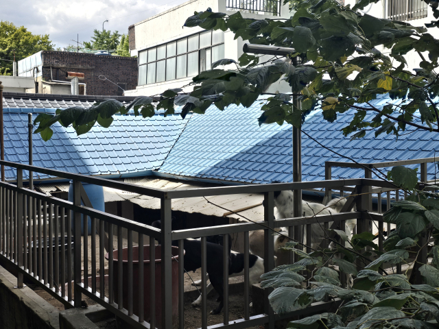 22일 찾은 대구 동구 신암동 경북대학교 사회과학대학 앞 주택가. 이곳에 위치한 한 주택에는 실외에 나와 있는 개 여러 마리가 눈에 띄었다. 김지효 기자