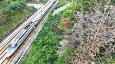 재선충병 고사목, 철도·도로 주변 안전 위협…선제적 제거 시급