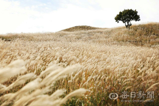 황매산군립공원의 억새가 황금빛 물결을 이루고, 홀로 선 나무 한 그루가 능선의 고즈넉한 정취를 자아낸다. 합천군 제공