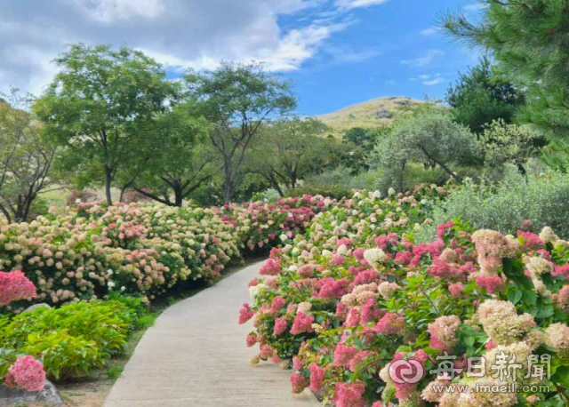 목수국이 만발한 황매산 산책로. 올 연말 함양~울산 고속도로 합천호 IC가 개통되면 접근성이 개선돼 내년 방문객이 더 늘 것으로 합천군은 내다본다. 합천군 제공