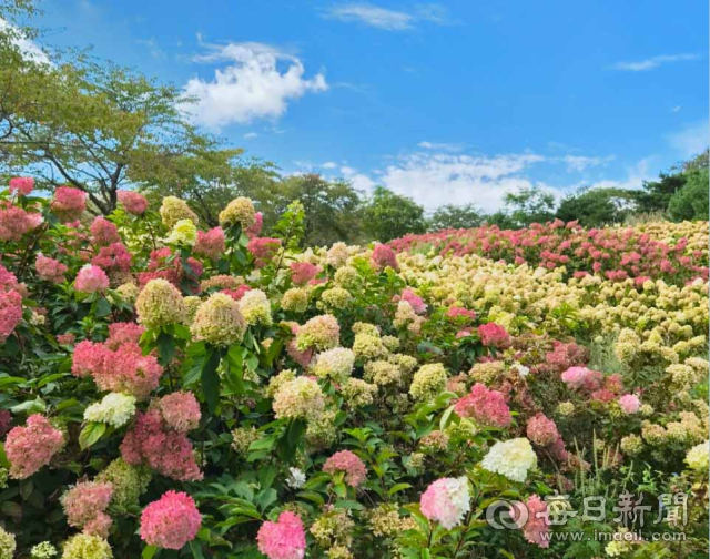 합천 황매산군립공원 목수국 정원에서 라임색과 분홍색 꽃송이가 언덕을 따라 펼쳐져 있다. 올 7~9월 이곳을 찾은 방문객은 10만3,000명으로 전년보다 약 120% 늘었다. 합천군 제공