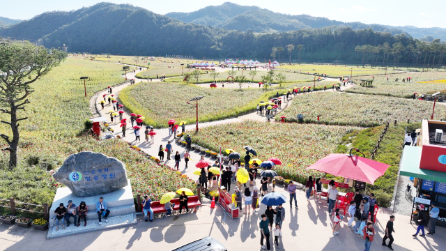 전국 최대 규모 백일홍 화원 