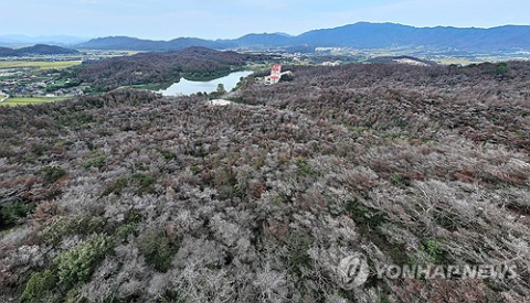 소나무재선충병 177만 그루 전국 강타…인천만 38년째 '청정'
