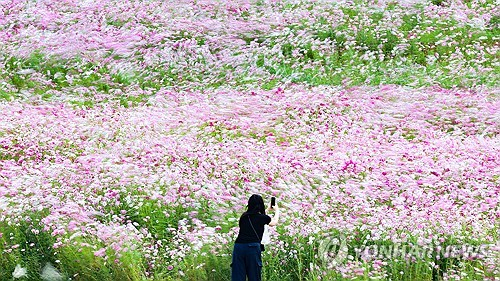 경북 고령군 다산 은행나무숲 코스모스 화원에서 한 시민이 코스모스를 배경으로 사진을 찍고 있다. 연합뉴스
