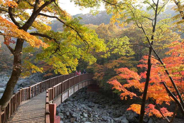 가을 한라산은 고도가 높아질수록 단풍이 층을 이루며 산 전체를 물들이고, 여름엔 짙은 초록이었던 능선은 가을이 되어서야 비로소 색을 갖는다. 제주관광공사 제공