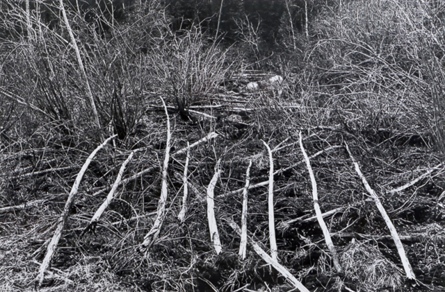 리차드 롱, NINE STICKS IN NORTHERN MANITOBA, 1974