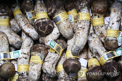 양양 송이 1등품 ㎏당 171만원…역대 최고가로 공판 마감
