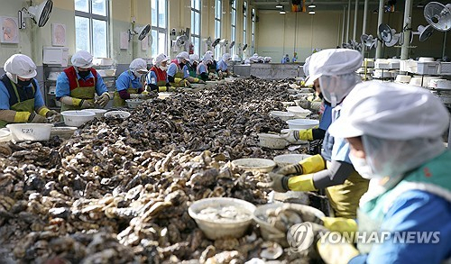 경남 거제시 하청면 대일수산에서 직원들이 굴 껍데기를 제거하는 박식 작업을 하고 있다. 연합뉴스