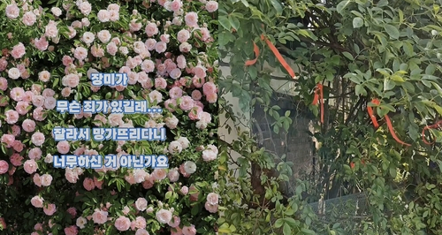 수원 '파란 대문 장미' 잘라간 60대 여성 절도 혐의 송치