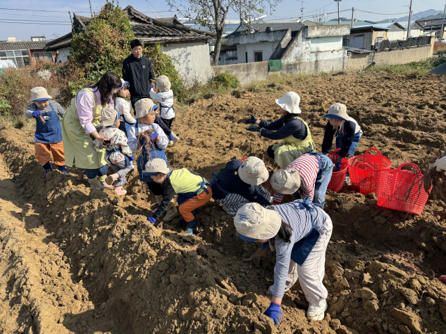 성주군 초전면지역사회보장협의체 회원과 주민, 초전면 어린이집 원아들이 사랑의 고구마를 수확하고 있다. 성주군 제공