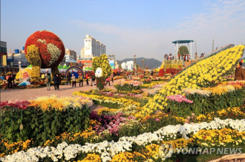 10월 국화 축제 5곳 비교… 17일 유성부터 31일 마산까지 밤 10시 야간 개장