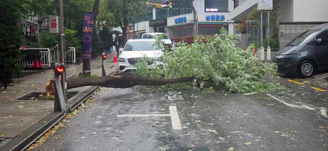전국 대부분 지역에 돌풍을 동반한 가을비가 내리는 18일 서울 강남구 역삼동의 한 거리에 돌풍으로 가로수가 쓰러져있다. 연합뉴스
