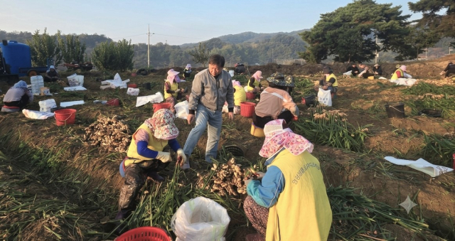 안동농협은 17일 서후면 일대 상강농가를 대상으로 일손돕기를 실시했다. 안동농협 제공