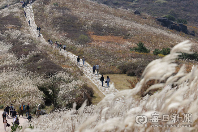 합천 황매산을 찾은 관광객들이 은빛 억새밭을 가로지르는 산책로를 걷고 있다. 바람이 불 때마다 출렁이는 억새 물결이 장관을 이루고 있다. 합천군 제공