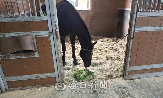 경북자동차임베디드연구원이 공급한 청보리 생초를 먹고 있는 성운대 말 모습. 경북자동차임베디드연구원 제공