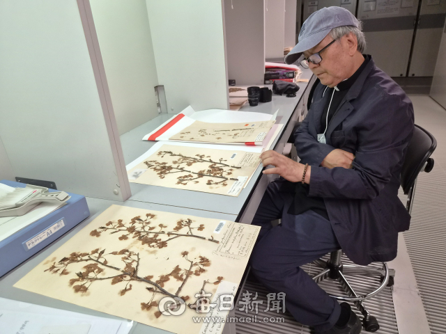 118년 전 제주서 채집한 식물표본, 일본 대학박물관 수장고에서 만나다